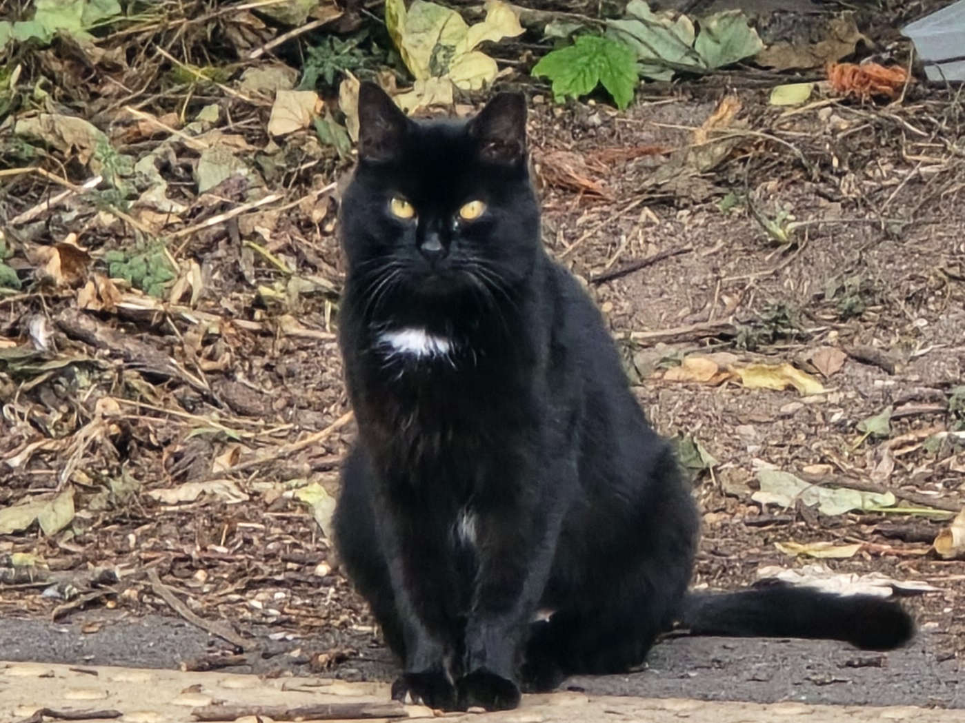 Black cat, Fulbourn