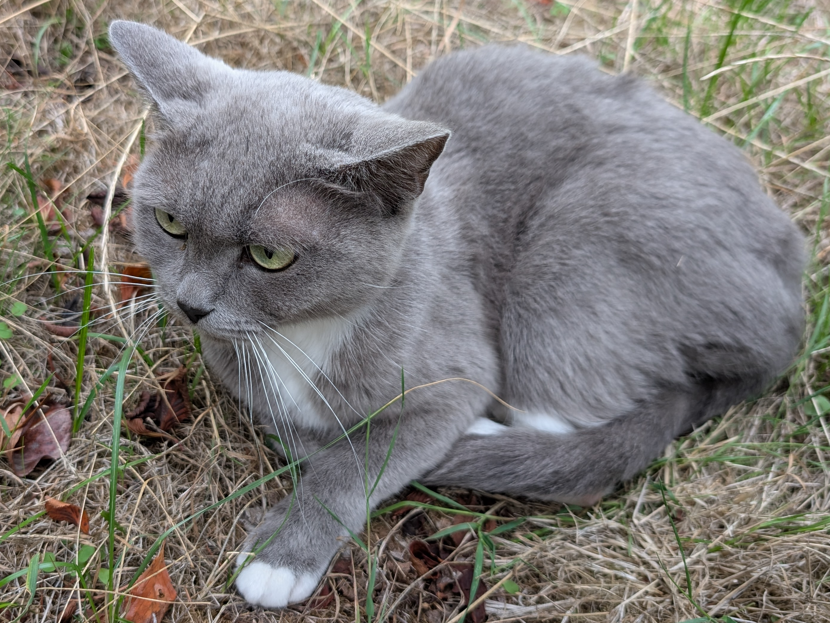 Grey cat [location TBC]
