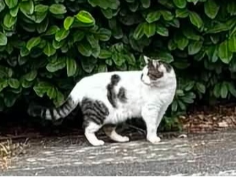 Found 2026.085 - Roebuck Drive, off Sealark Rd, Priddys Hard