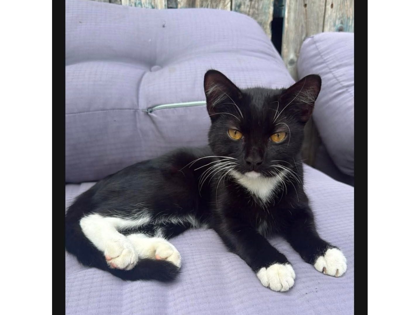 Found Cat