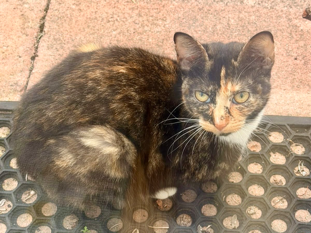 F460 – tortoiseshell female – LITTLEOVER