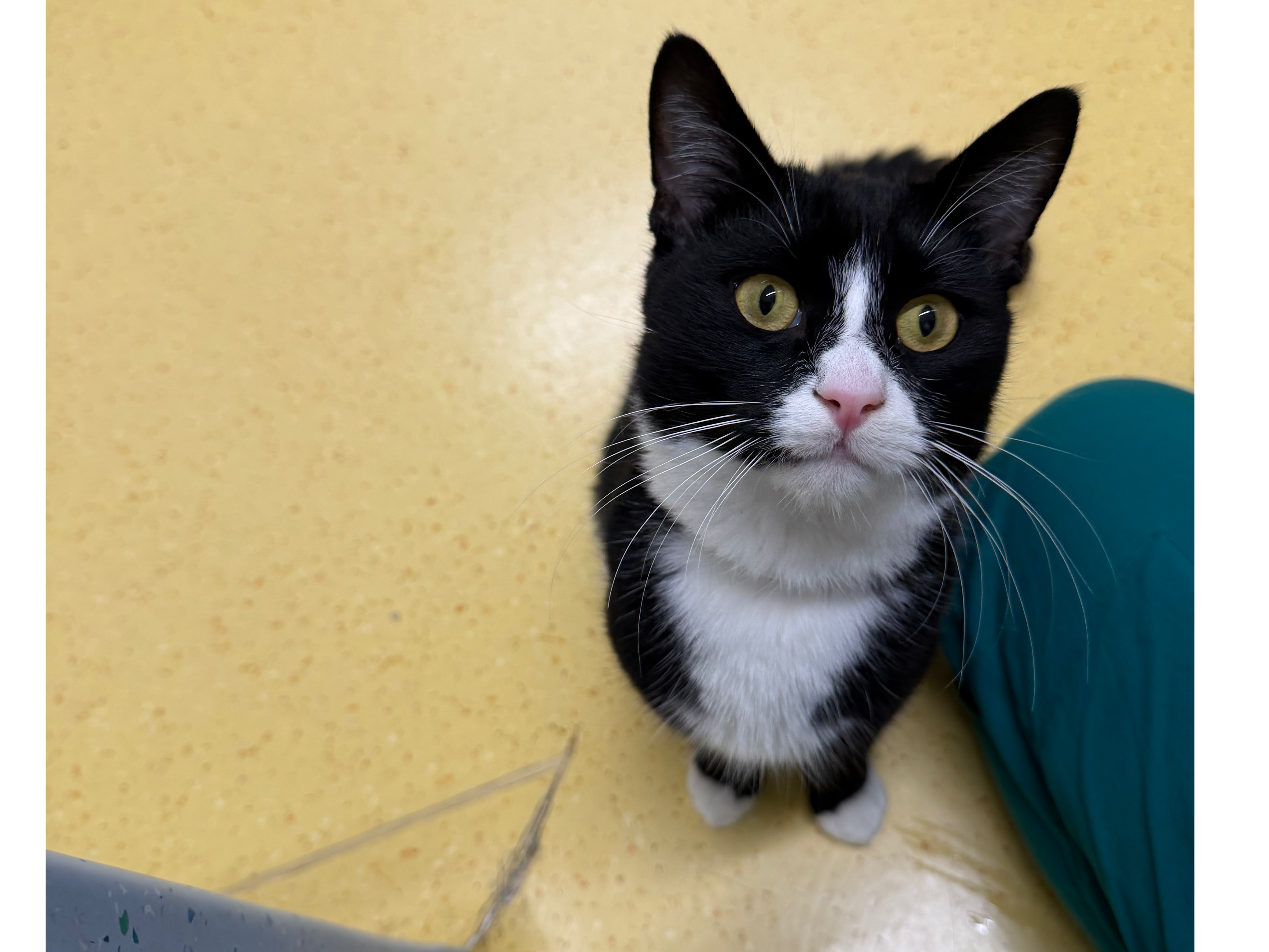 F461 – black and white, male – OAKWOOD