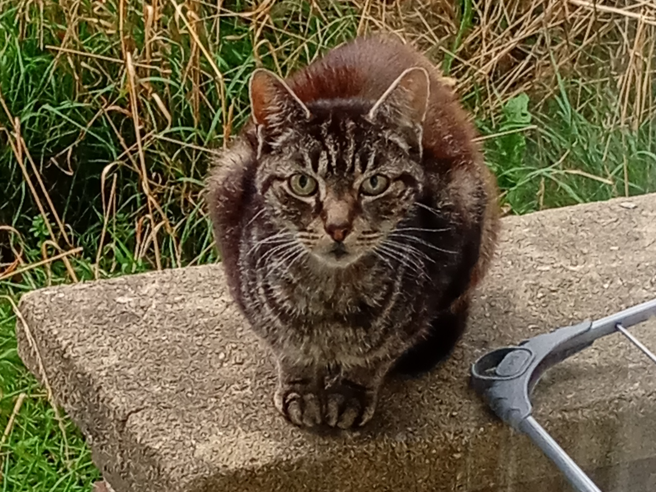 Tabby, Arbury