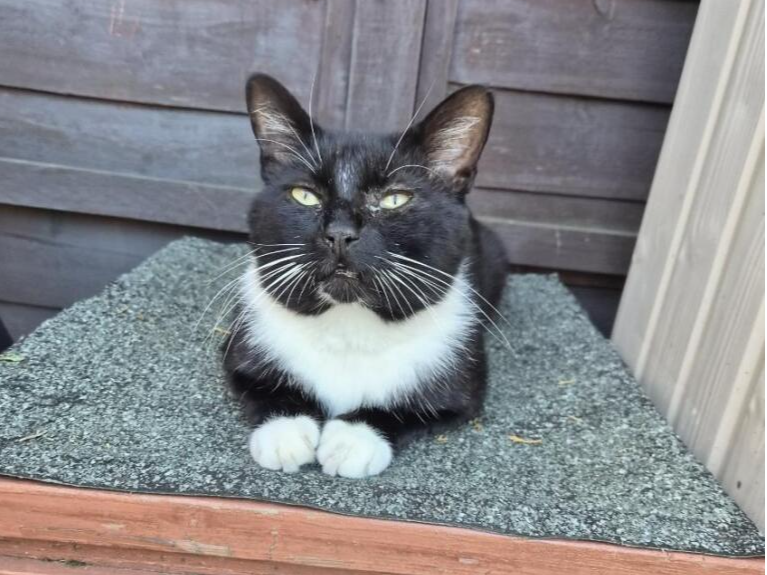 Black and white male - Moulton Road, Ravensthorpe