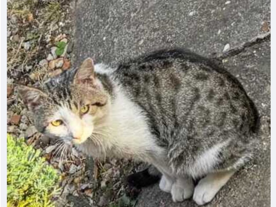 Tabby and white male - Princes Street, PE1