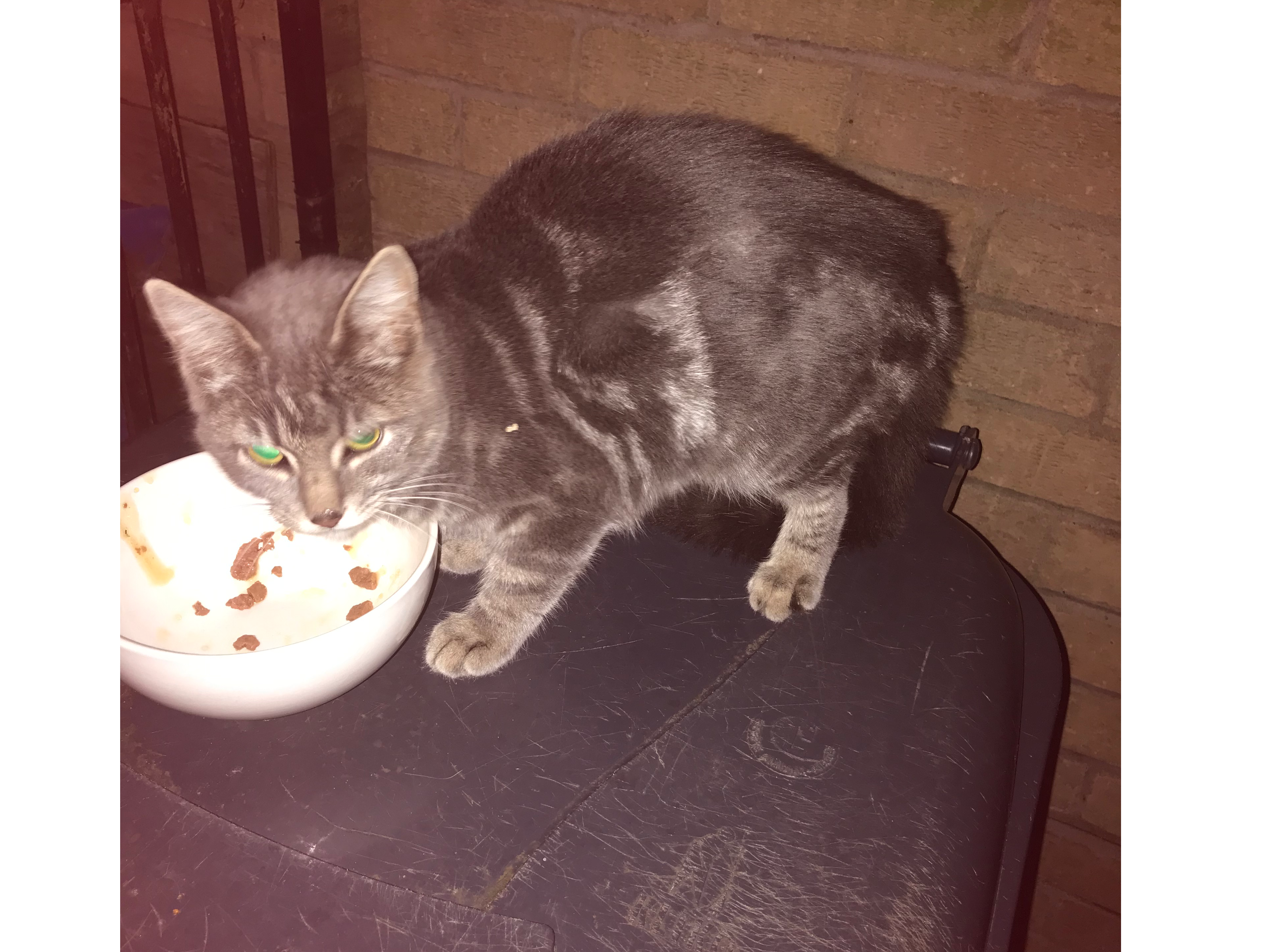 F462- tabby female – LITTLE EATON