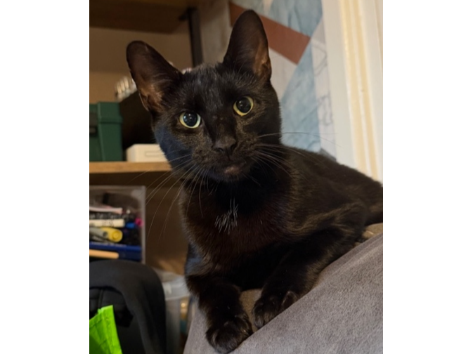 Found 2026.089 - Leesland Rd, nr jct with Norman Rd, Gosport