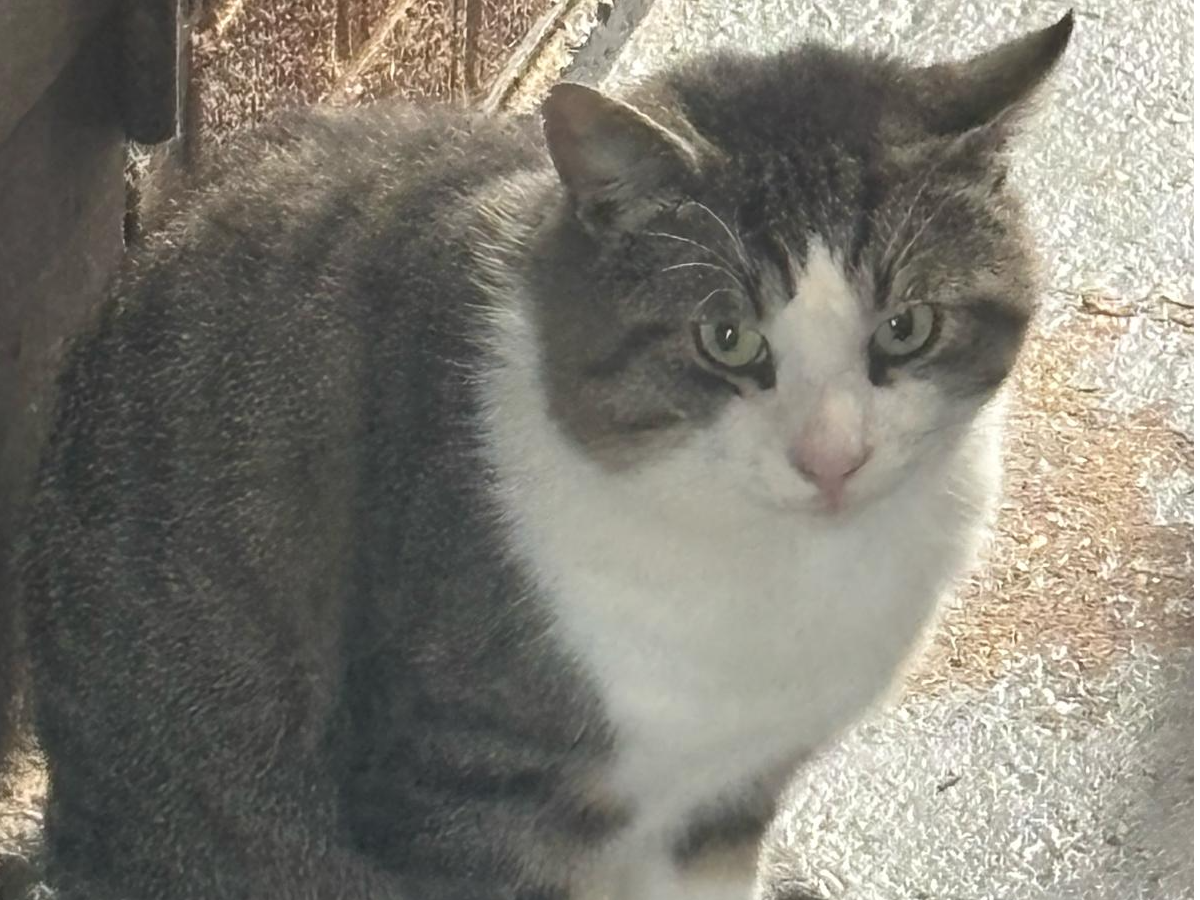 stray?