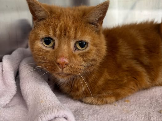 Ginger Senior Lady