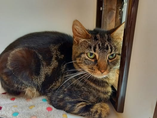 Liskeard stray