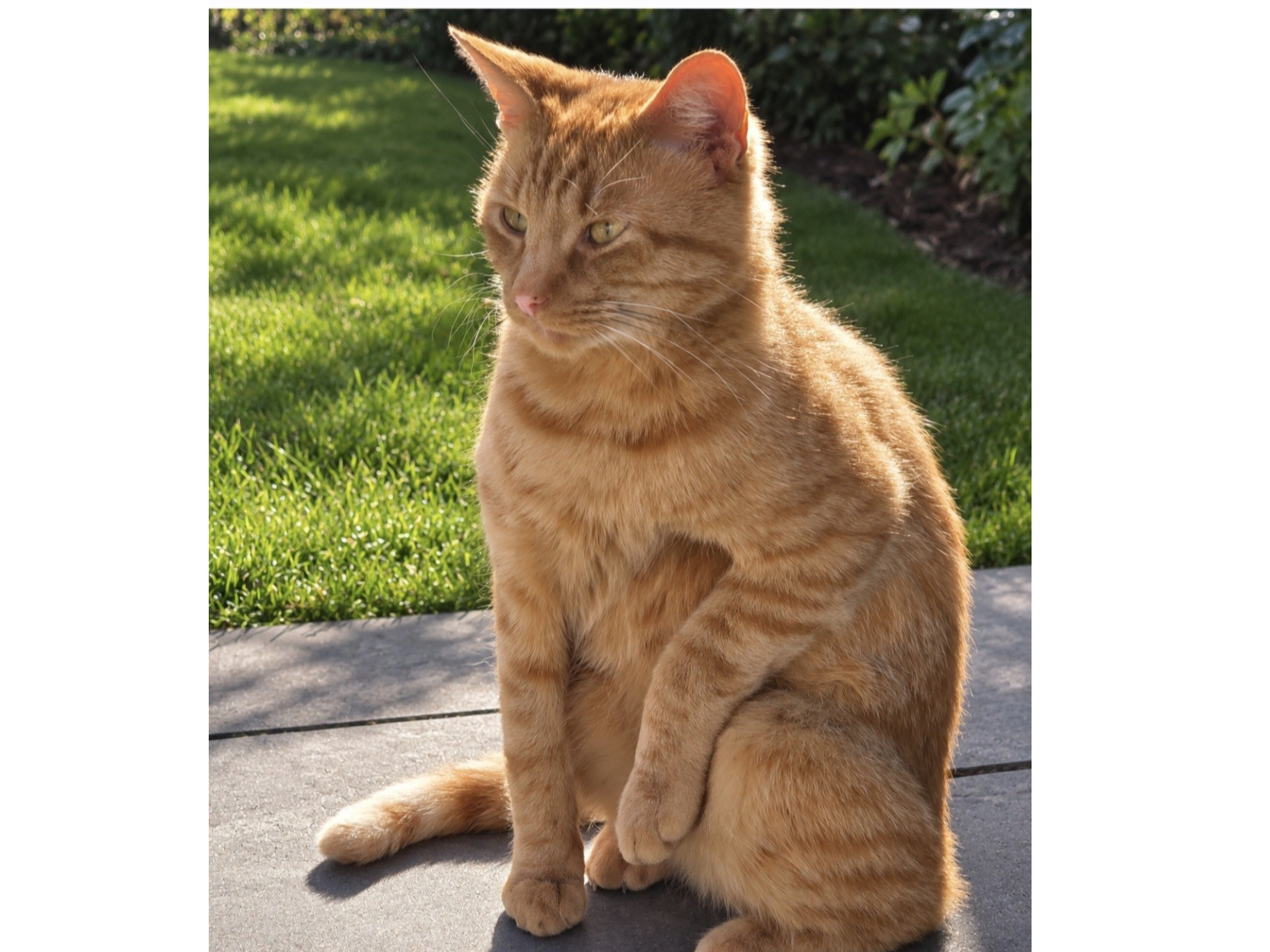 F464 – ginger male – MACKWORTH
