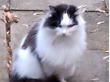 stray?