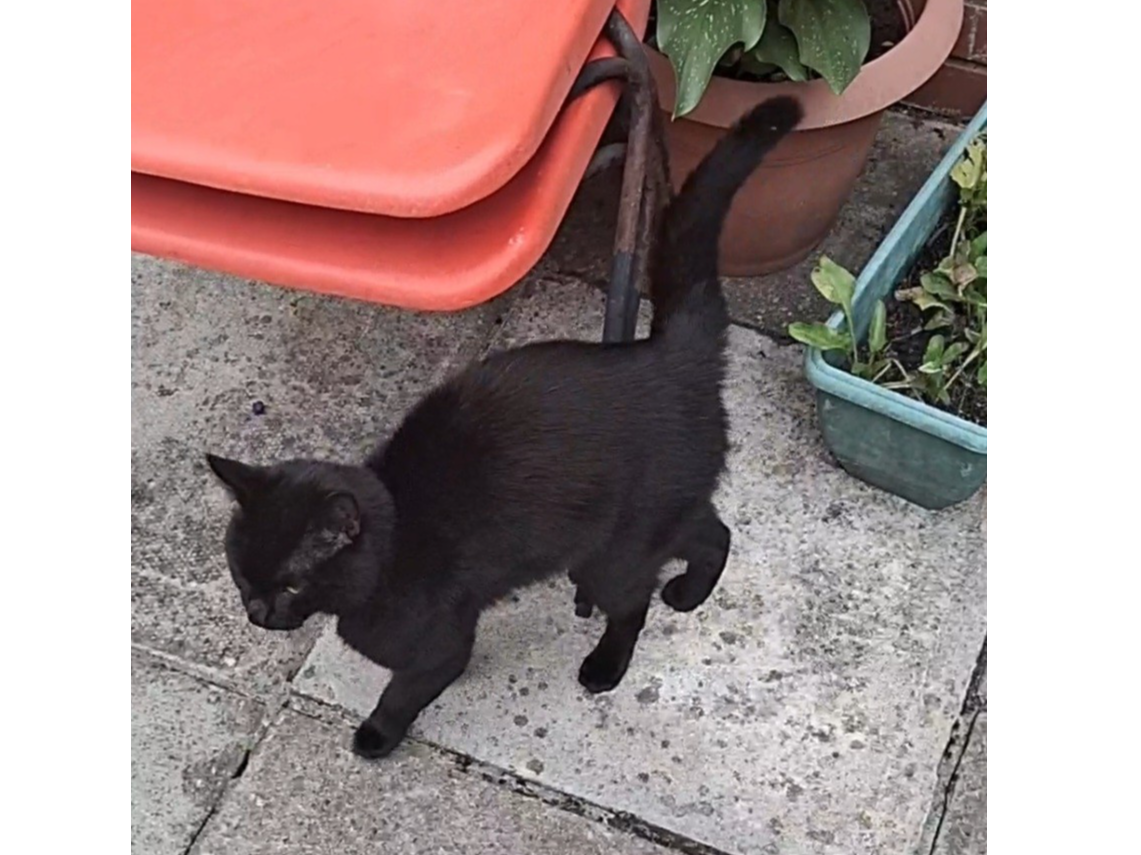 F465 – black male, NORMANTON