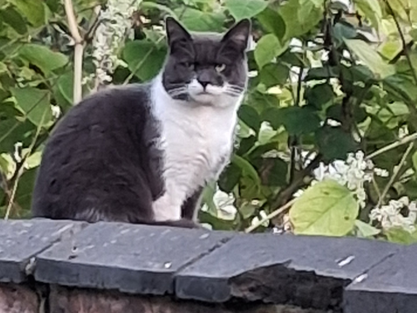 F466- Grey and white- NORMANTON