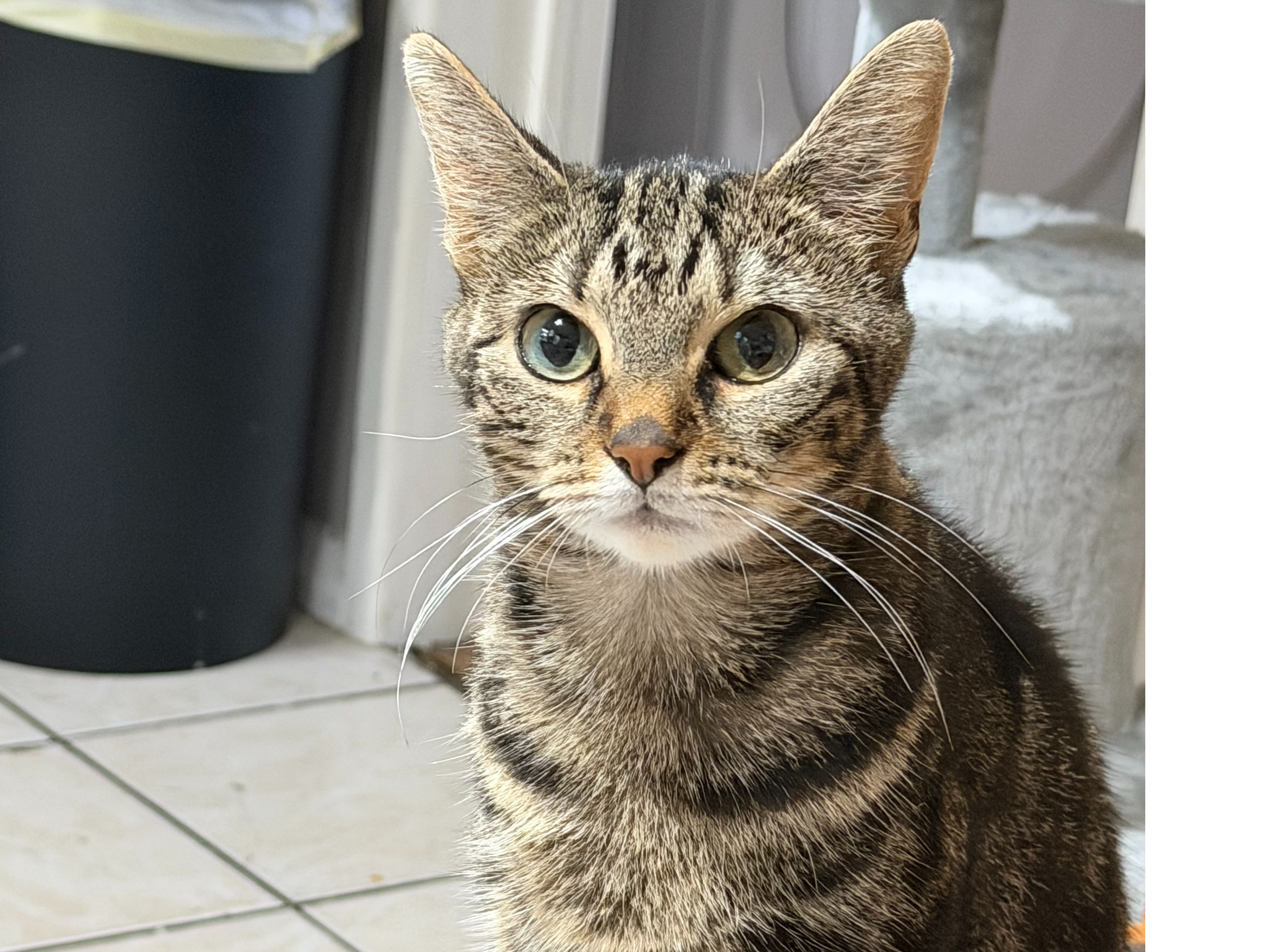 stray?