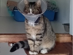 Tabby & White Cat - Reigate