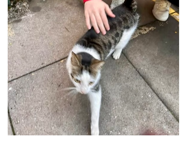 F467- tabby male – DERBY