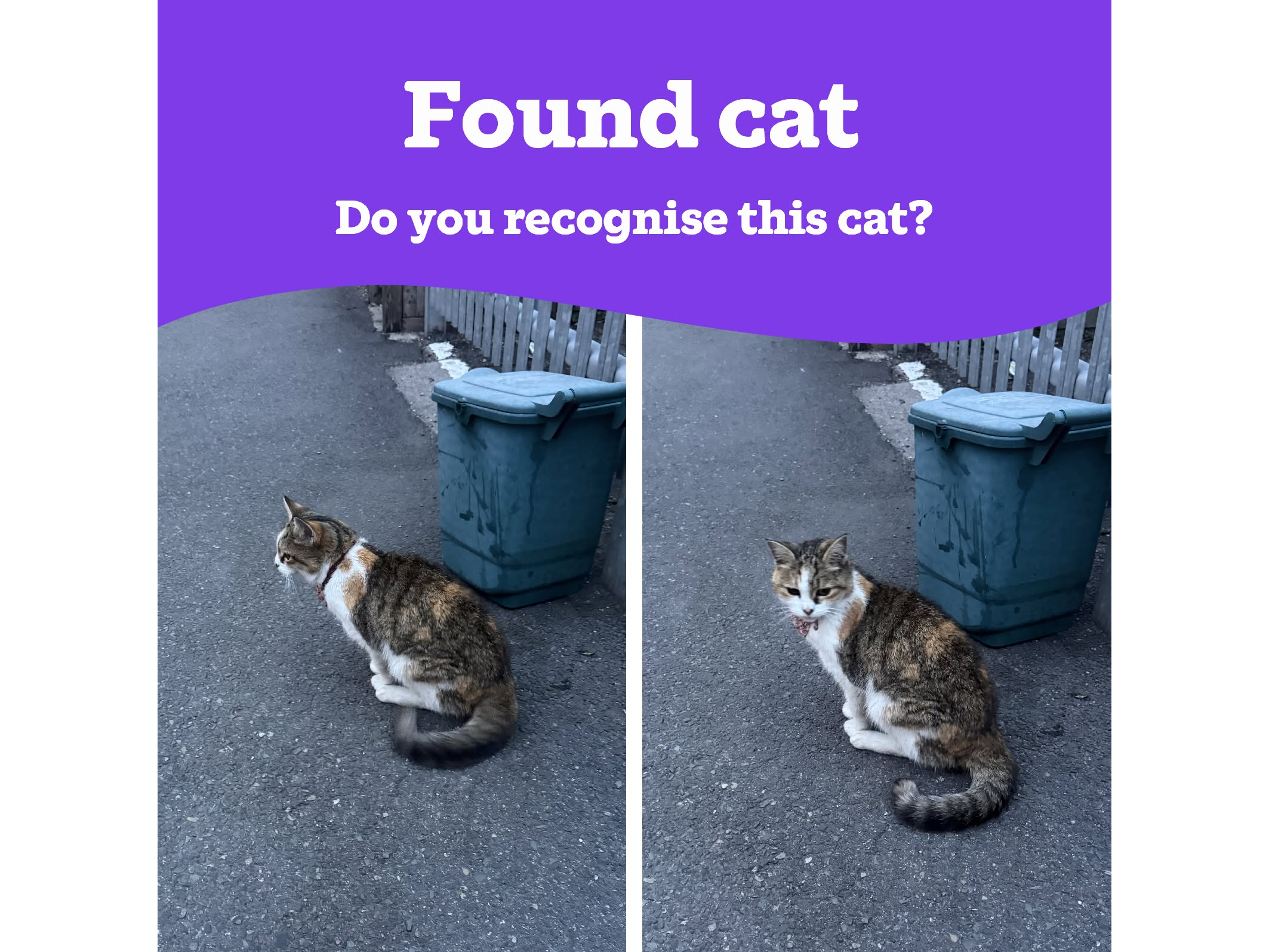 Found Cat