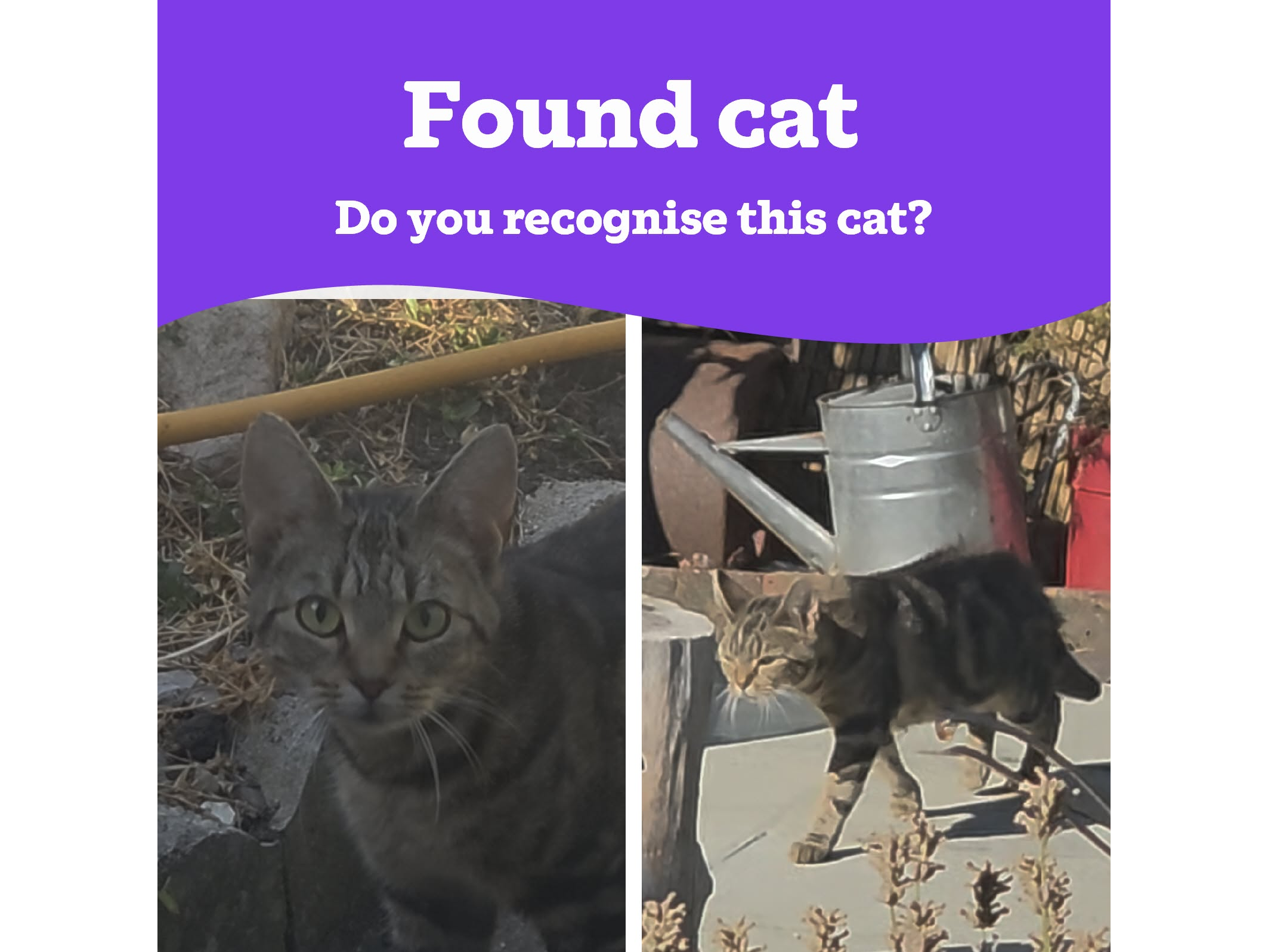 Found Cat