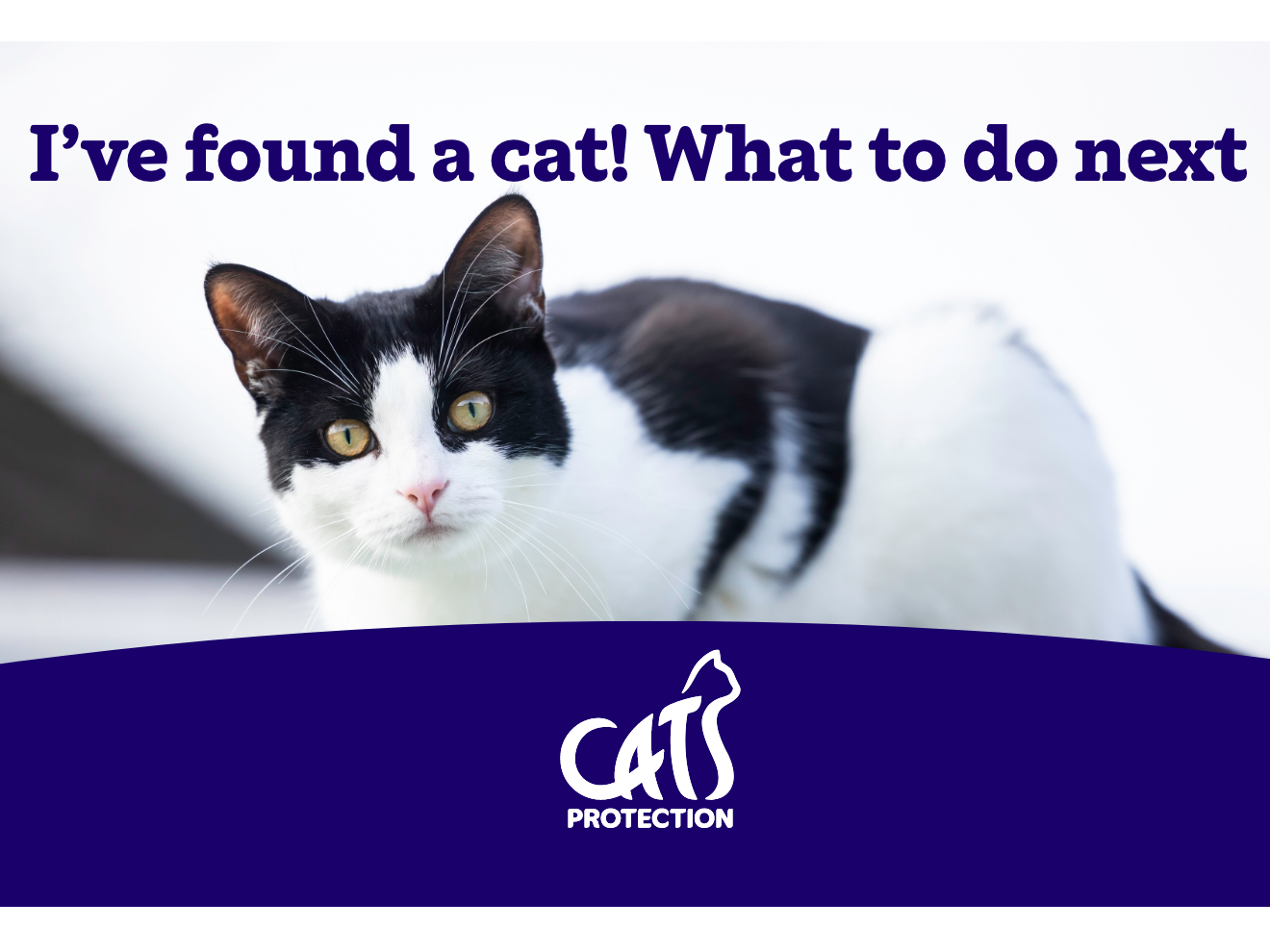 What to do if you find a cat