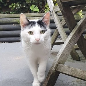 Stray