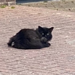 Black Longhair