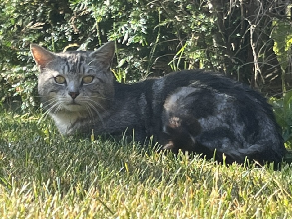 Silver tabby