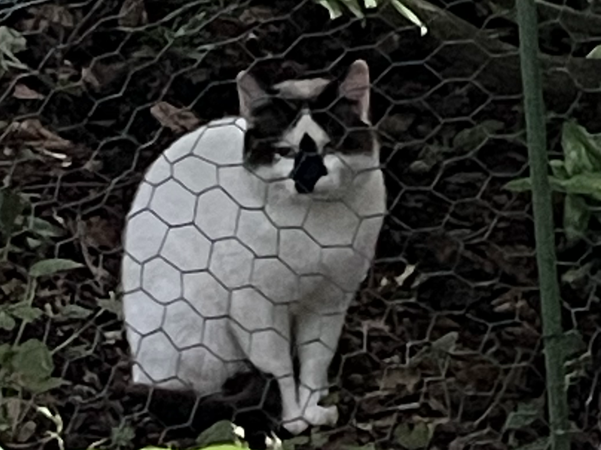White/black, Boxworth
