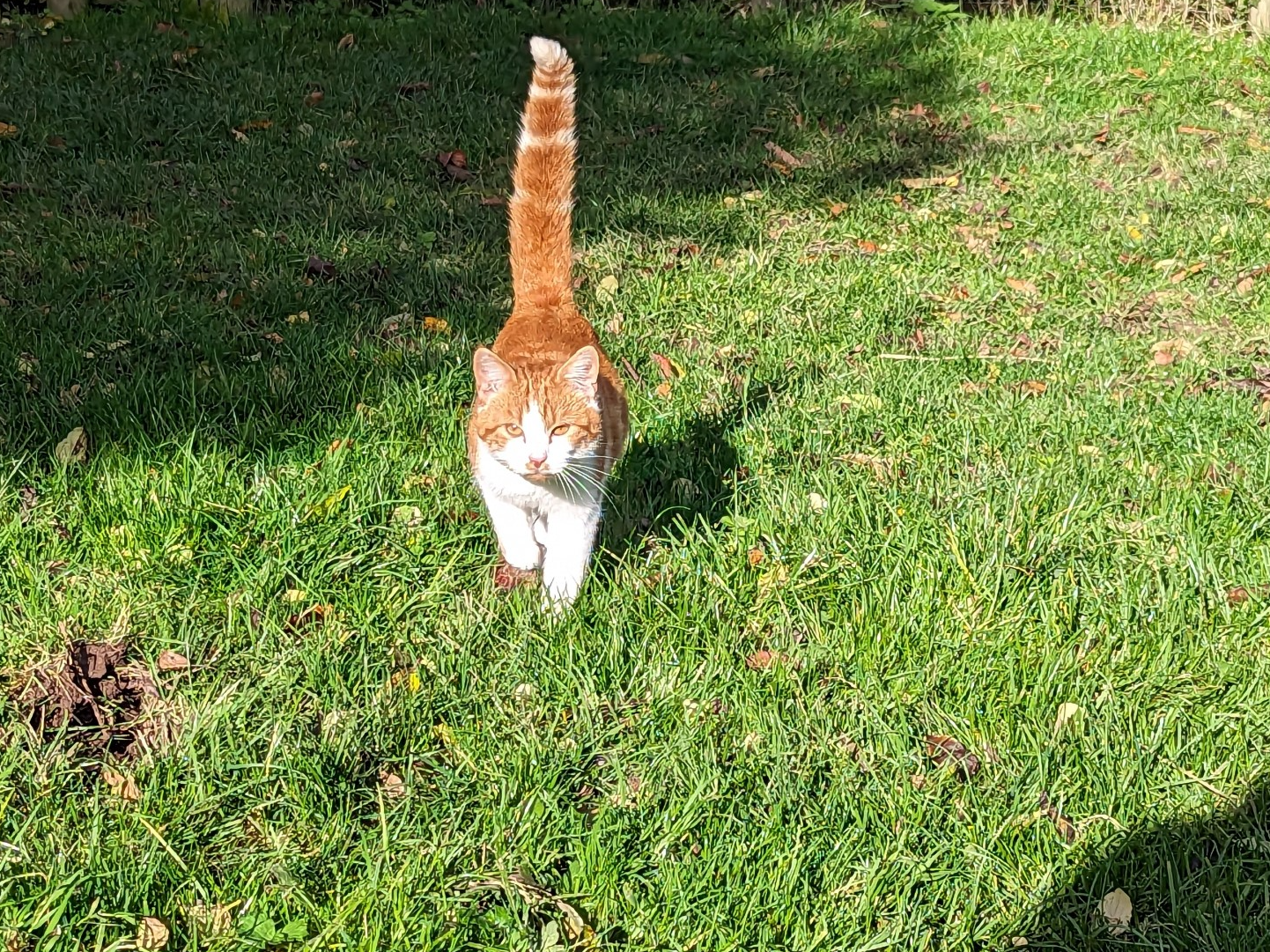 Stray