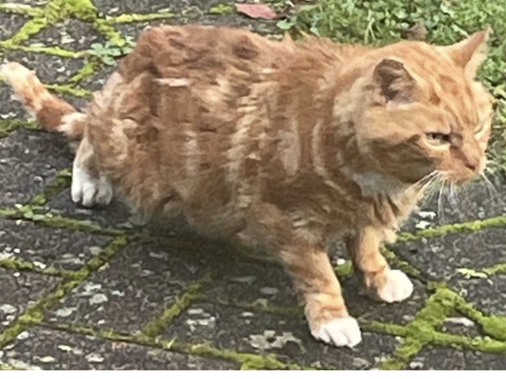 Ginger Cat