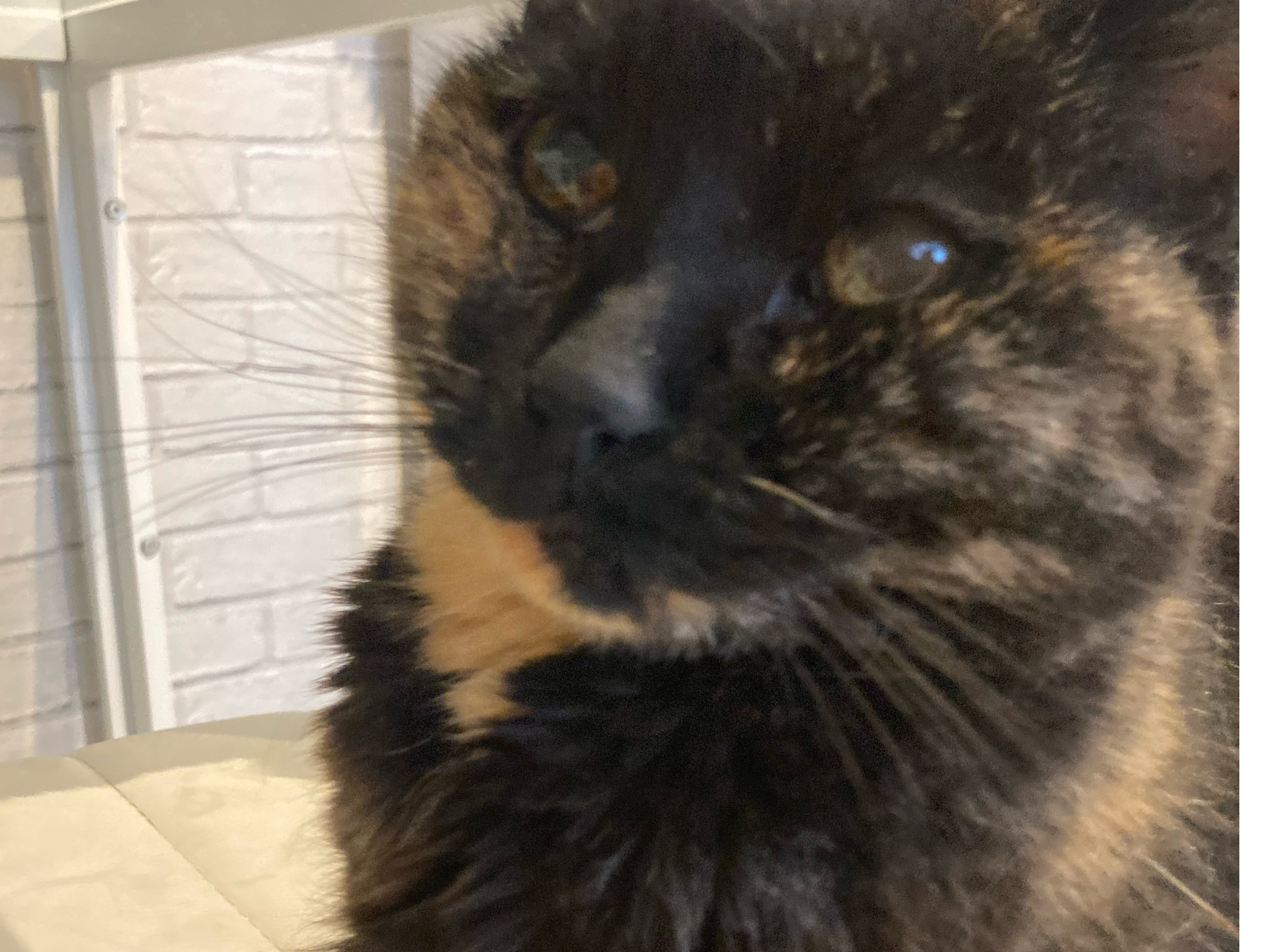Dark tortie, Fulbourn