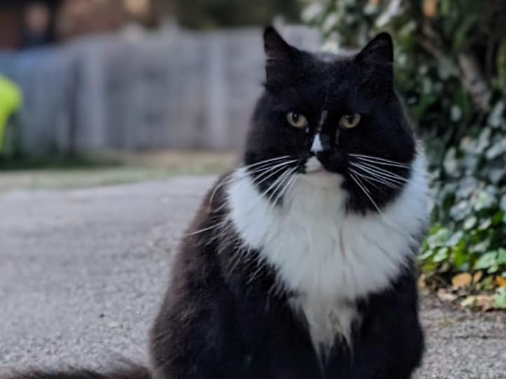 Female Stray - Horsell Area