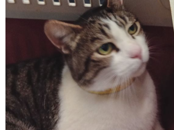Male Tabby