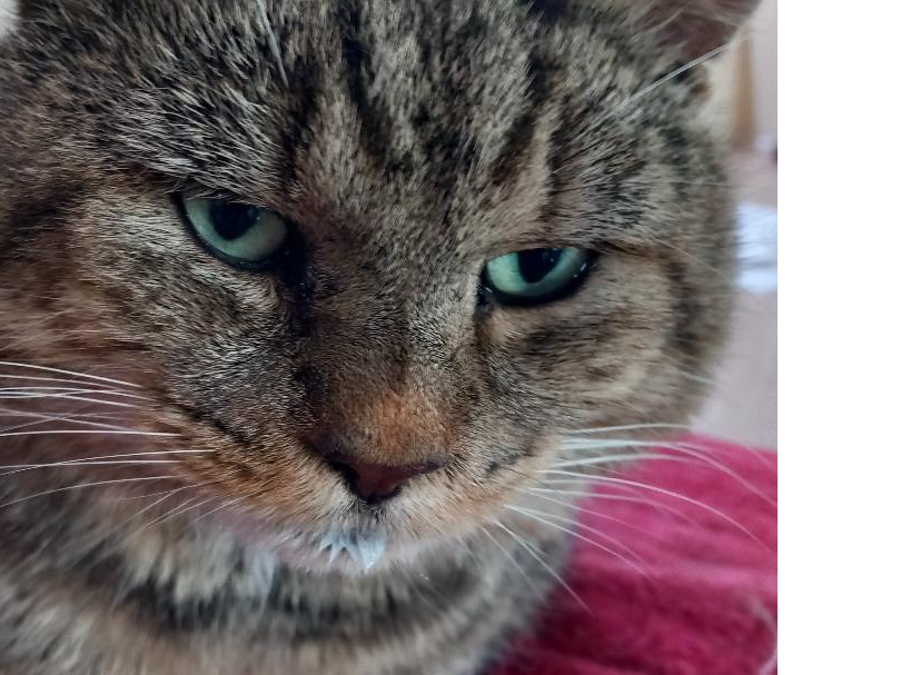 Male Unneutered - Chertsey #F829