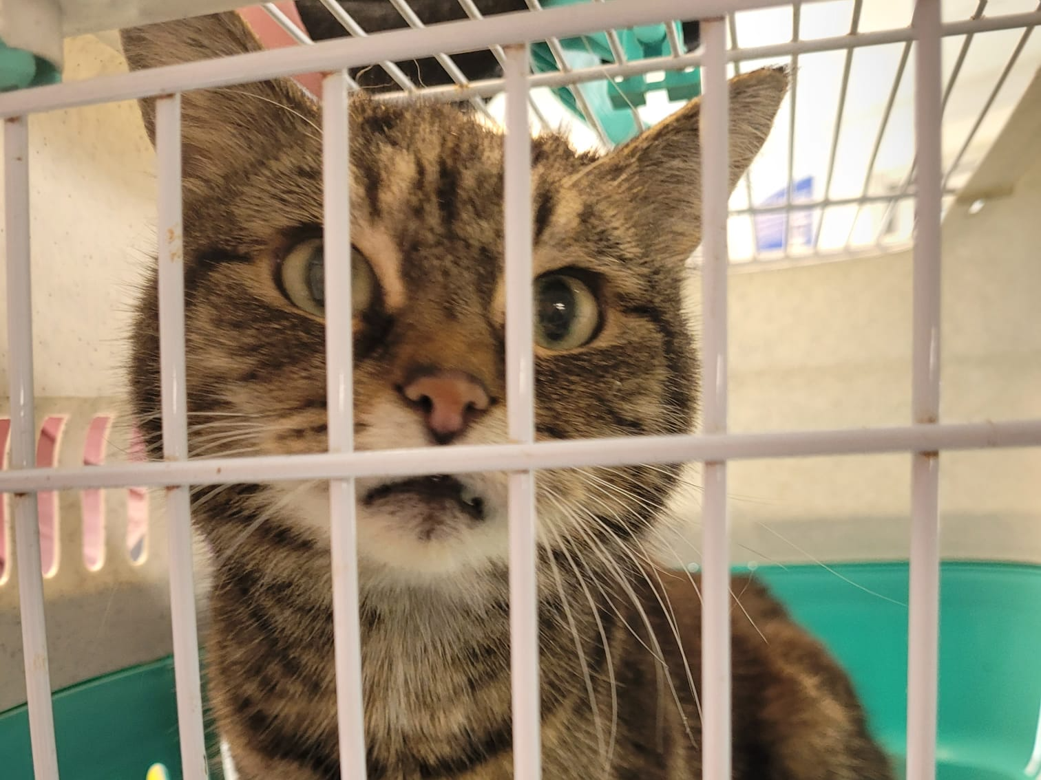 Cats Protection Cambridge Branch