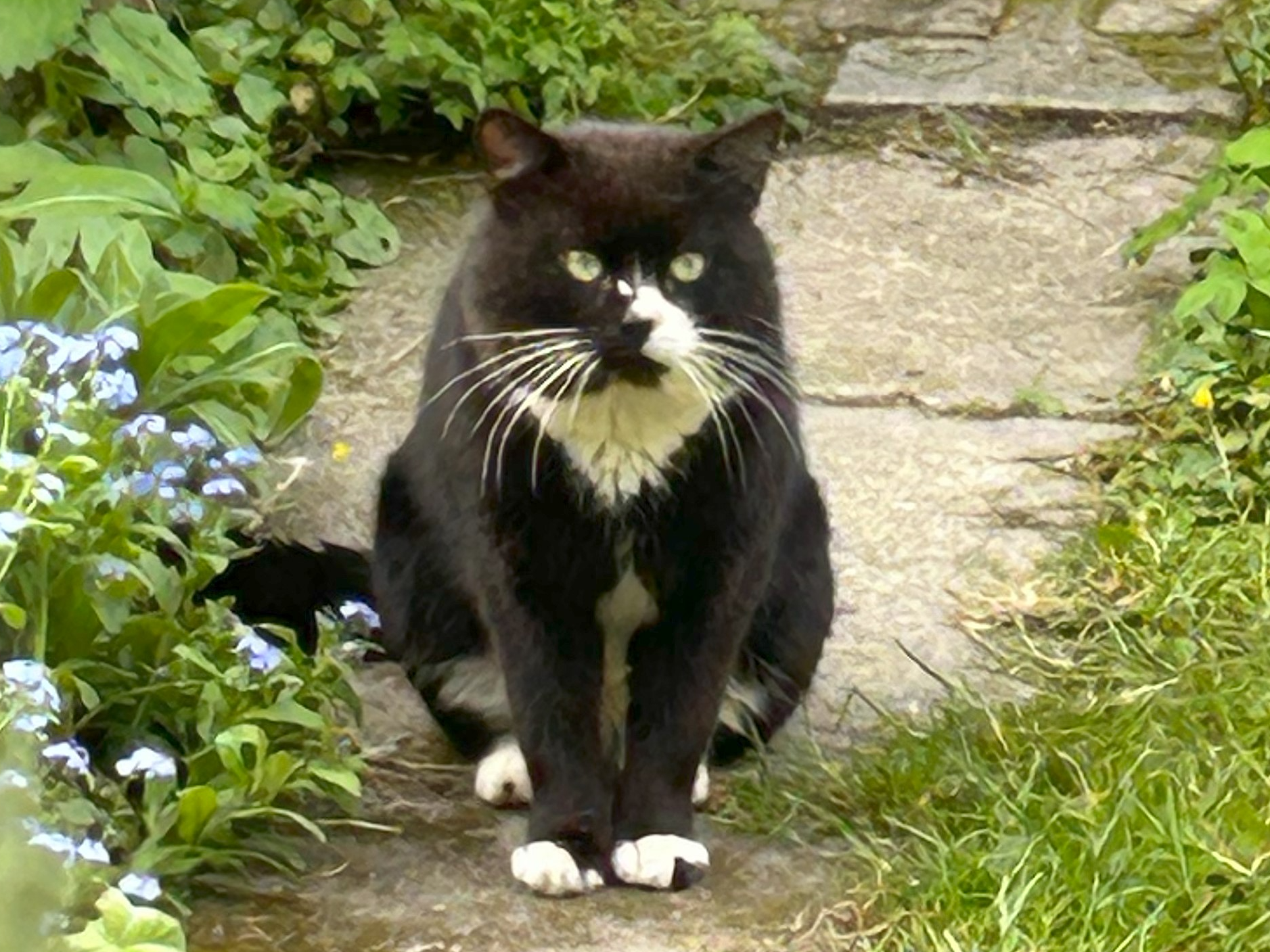 Black/white cat, Haslingfield