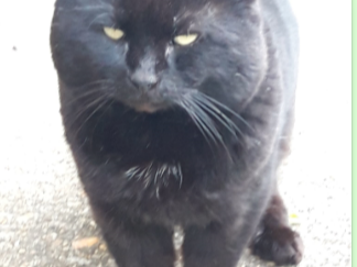 Black cat, Chesterton