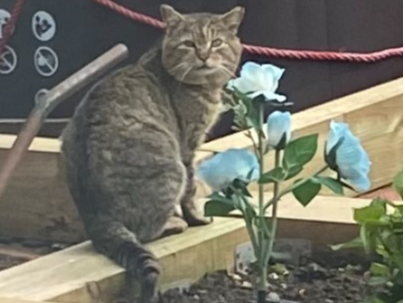 A Found Cat around the Sussex Road area of Canterbury