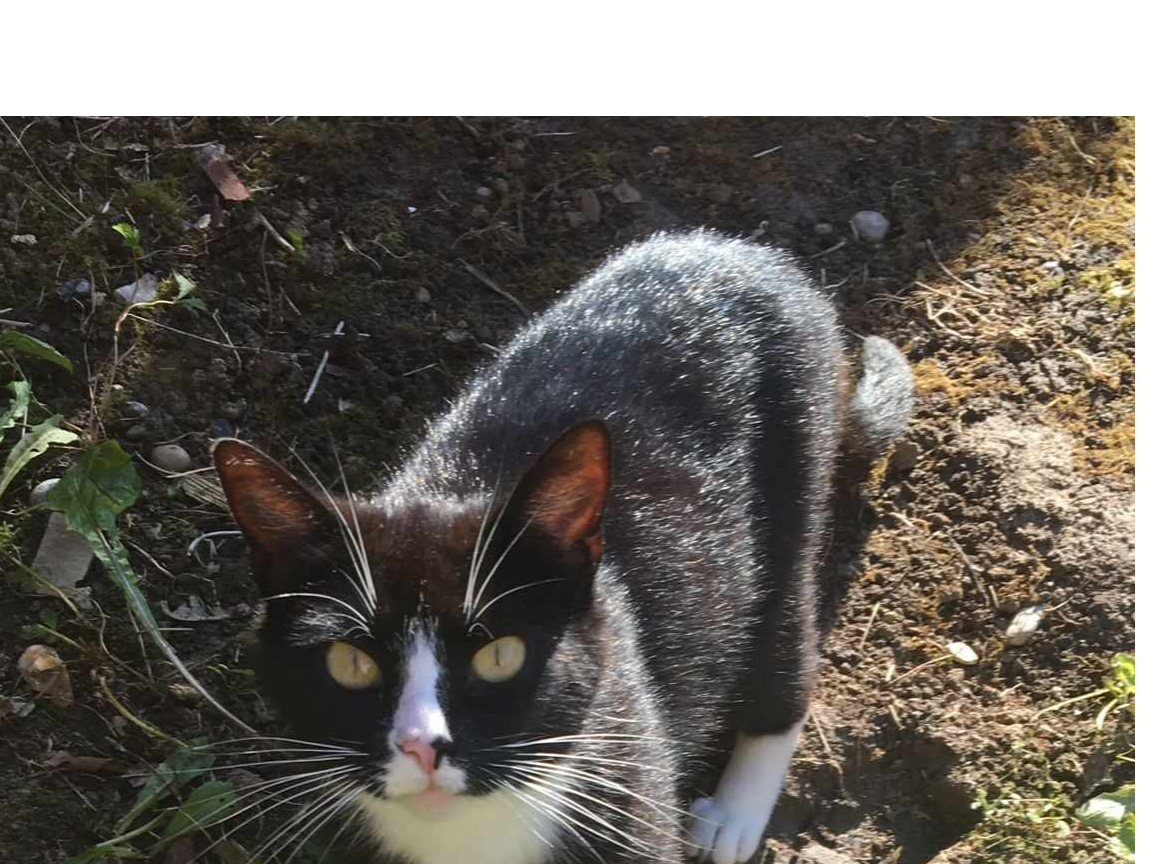 A black and white mother cat found at at Tunis Court, Canterbury, CT1 1AH.