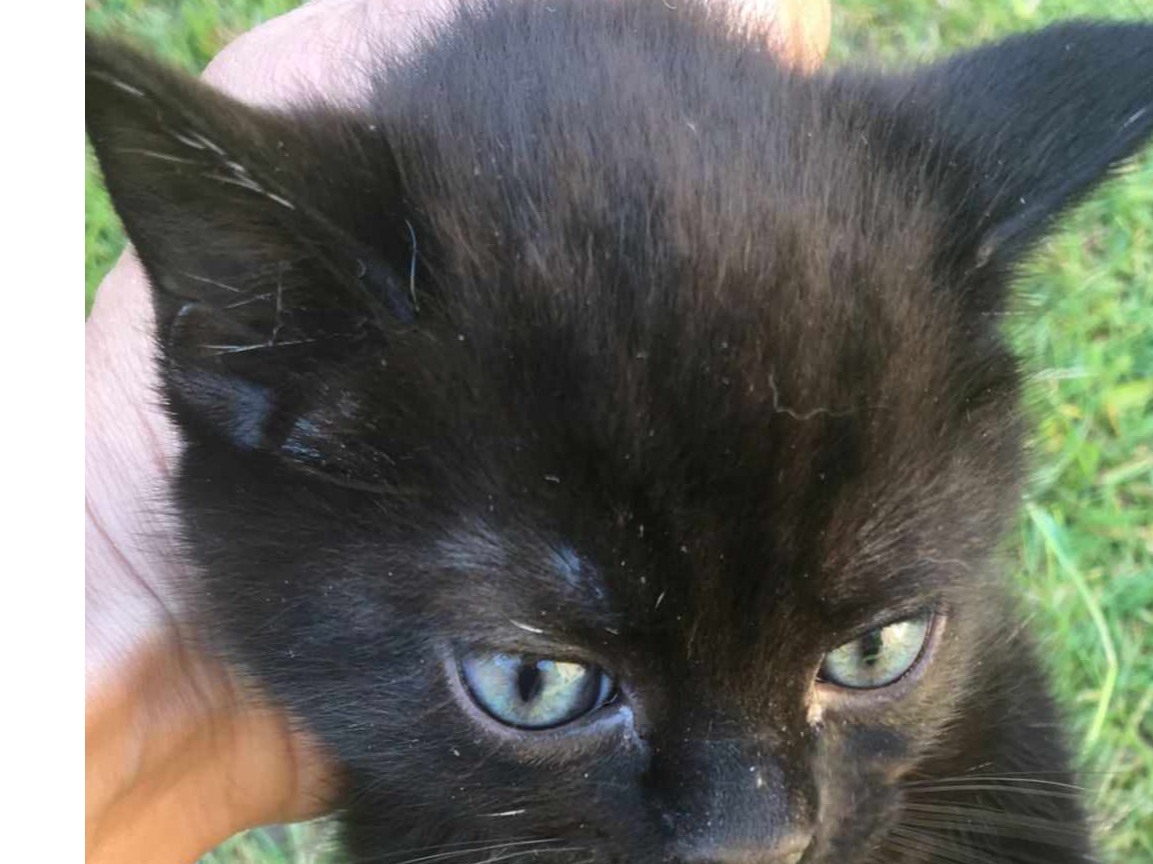 A kitten of the black and white mother cat found at at Tunis Court, Canterbury, CT1 1AH.