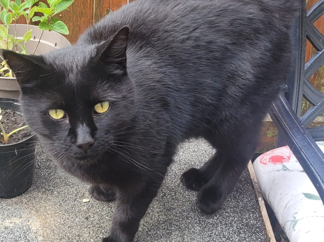 Black neutered male, Impington