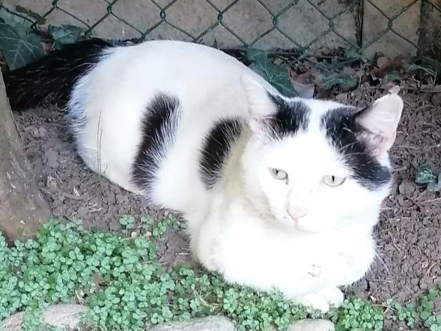White/black unneutered male, Bar Hill