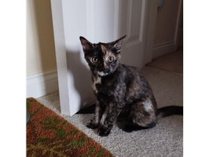 Bella
