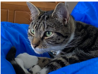 L243 - Lily - NORTH WINGFIELD - Tabby Female
