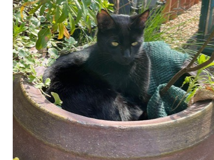 Purl - Missing from Rendlesham