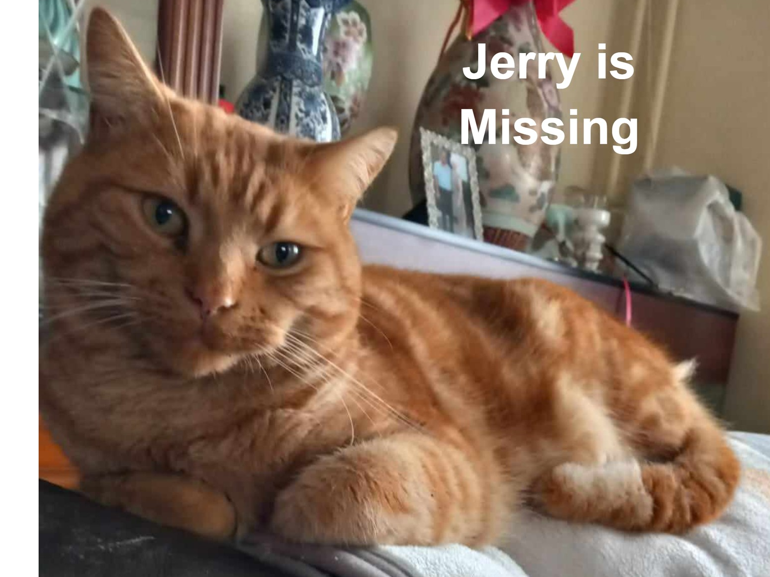 Missing Cat Jerry
