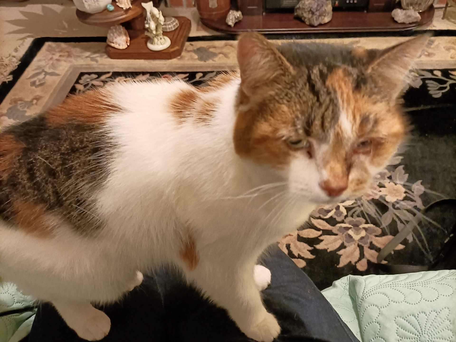 Lily Lost 2024.048 - Hill Park Road (between Cambridge Rd and Park Cl) Gosport