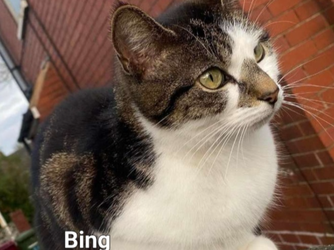 BING Tabby and White
