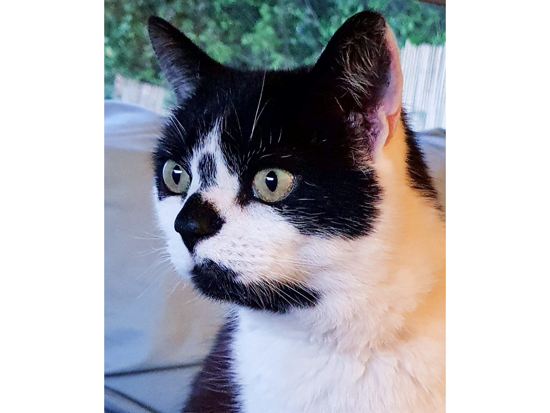 Missing Compton Dundon
