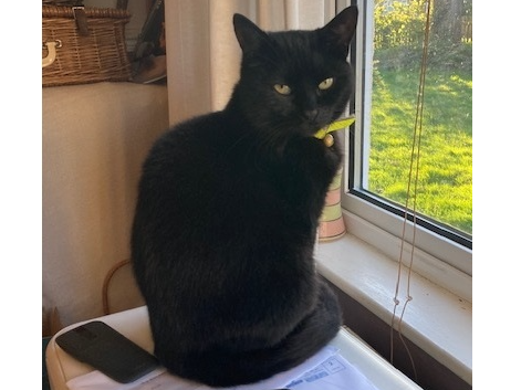 Sooty - missing Mark